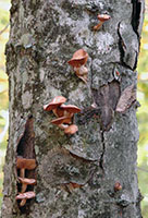 Armillaria tabescens 